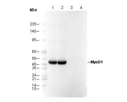 MyoD1 Antibody