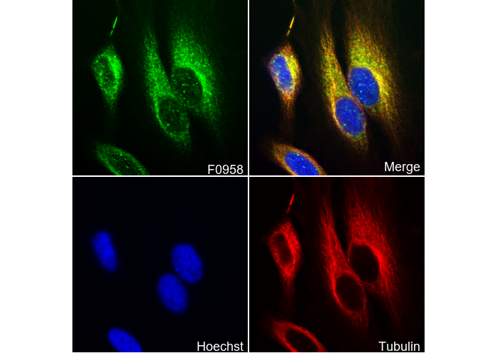 Rab27A Antibody