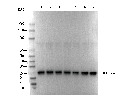 Rab27A Antibody