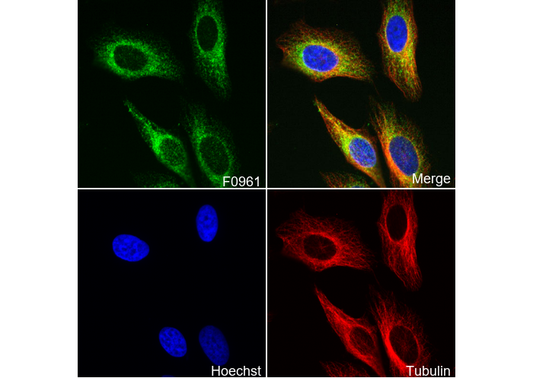 SYVN1 Antibody