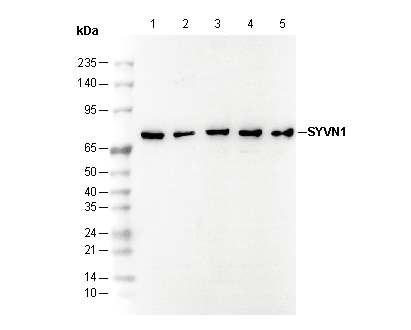 SYVN1 Antibody