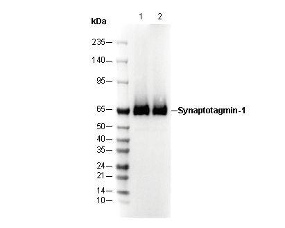 Synaptotagmin-1 Antibody