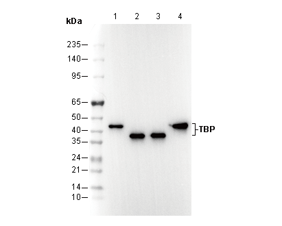 TBP Antibody