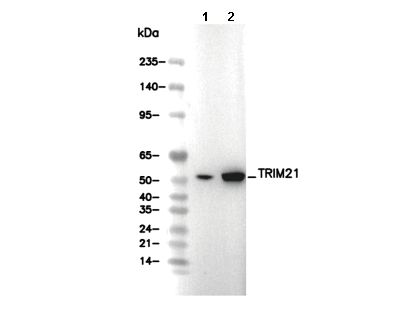 TRIM21 Antibody