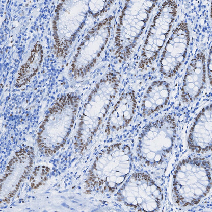 c-Myb Antibody