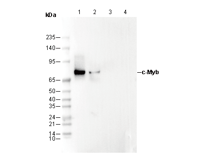 c-Myb Antibody