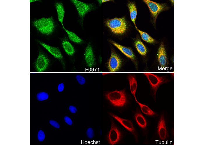 EB1 Antibody