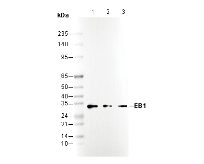 EB1 Antibody