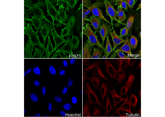 DYKDDDDK Tag Antibody