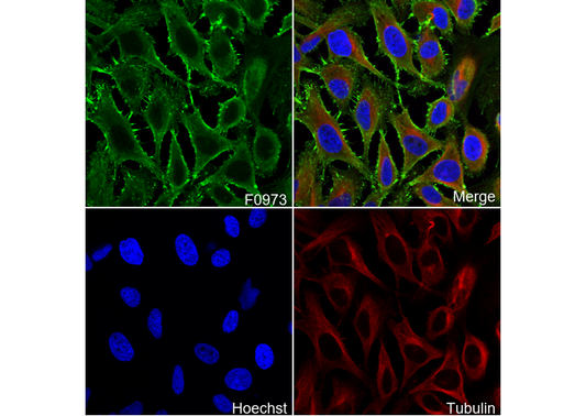 DYKDDDDK Tag Antibody