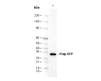 DYKDDDDK Tag Antibody