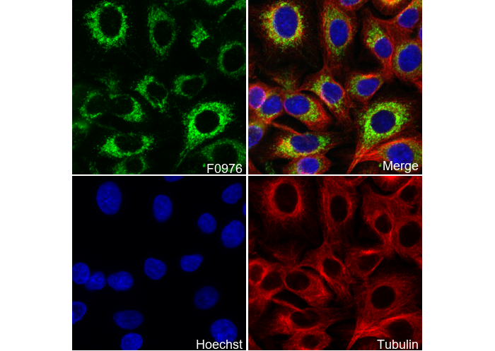 BMP4 Antibody