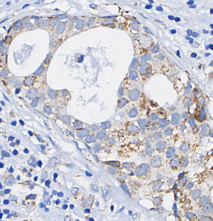 BMP4 Antibody