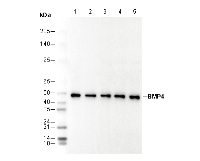 BMP4 Antibody