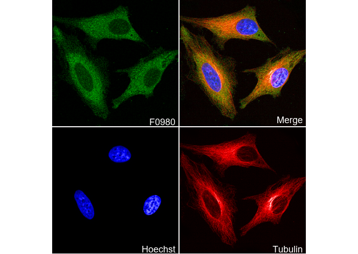CAD Antibody