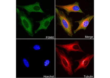 CAD Antibody