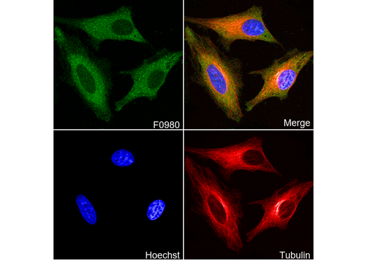 CAD Antibody