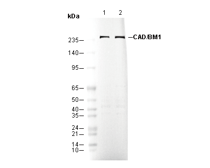 CAD Antibody