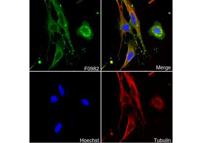 CD147 Antibody