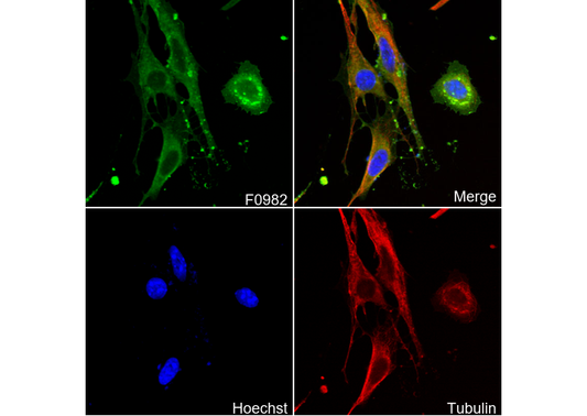 CD147 Antibody