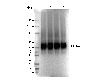 CD147 Antibody
