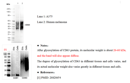 CD63 Antibody