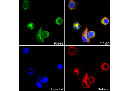Cyclooxygenase 1 Antibody