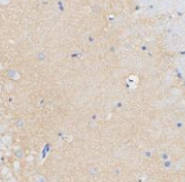 Cyclooxygenase 1 Antibody