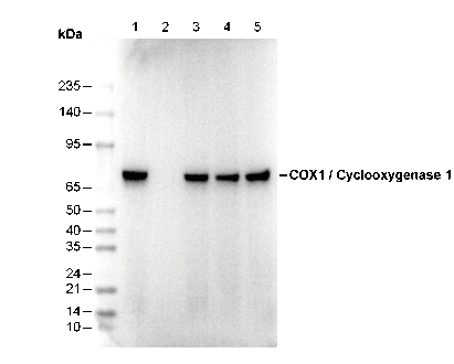 Cyclooxygenase 1 Antibody