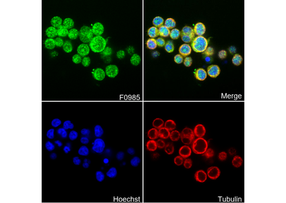 CRTC3 Antibody