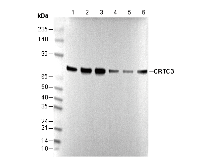 CRTC3 Antibody