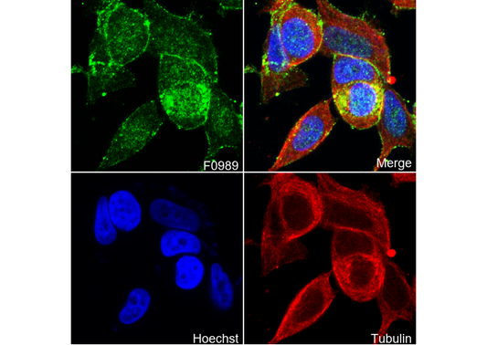 Claudin 3 Antibody