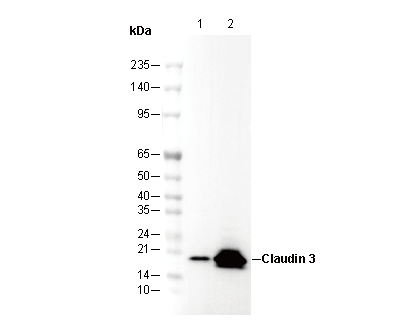 Claudin 3 Antibody