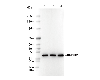 HMGB2 Antibody