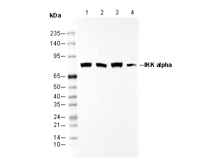 IKKα Antibody