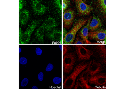 Integrin αV Antibody