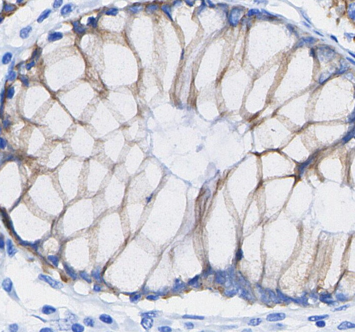 Integrin αV Antibody