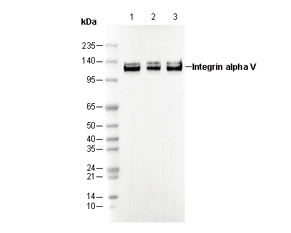 Integrin αV Antibody