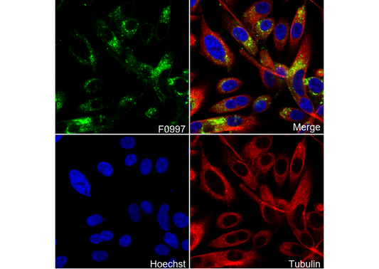 LAMP2 Antibody