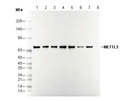 METTL3 Antibody