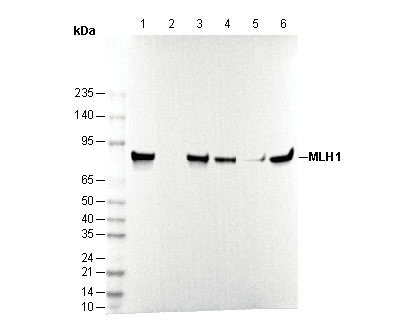 MLH1 Antibody