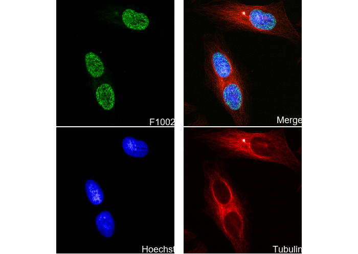 MSH6 Antibody