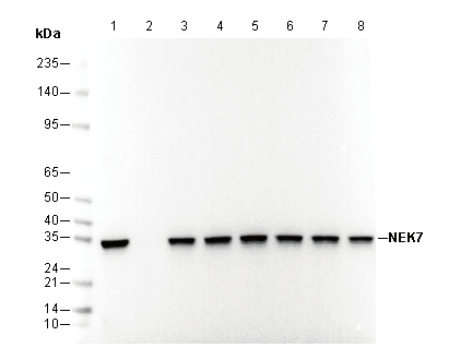 NEK7 Antibody