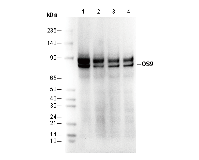 OS9 Antibody