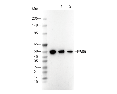 PAX5 Antibody