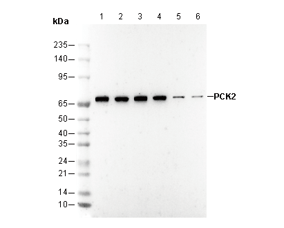 PCK2 Antibody