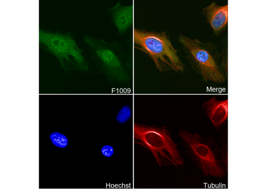 PRMT5 Antibody