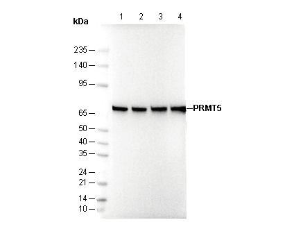 PRMT5 Antibody