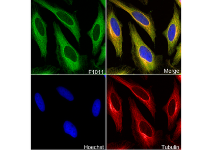 RENT1/hUPF1 Antibody