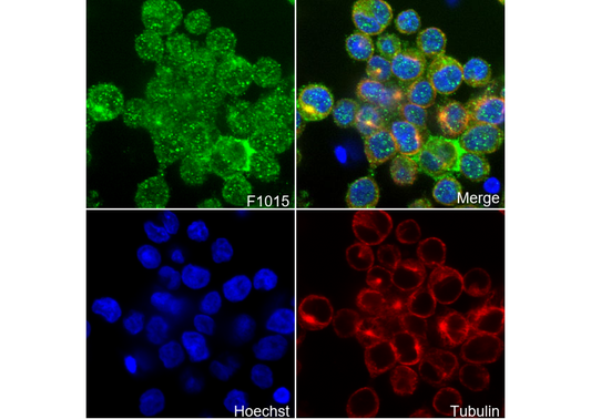 SOS1 Antibody